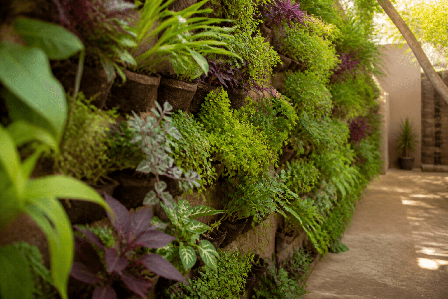 Muro verde de bajo costo con plantas nativas y medicinales