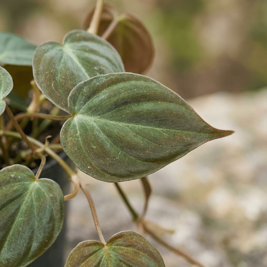 Philodendron Micans