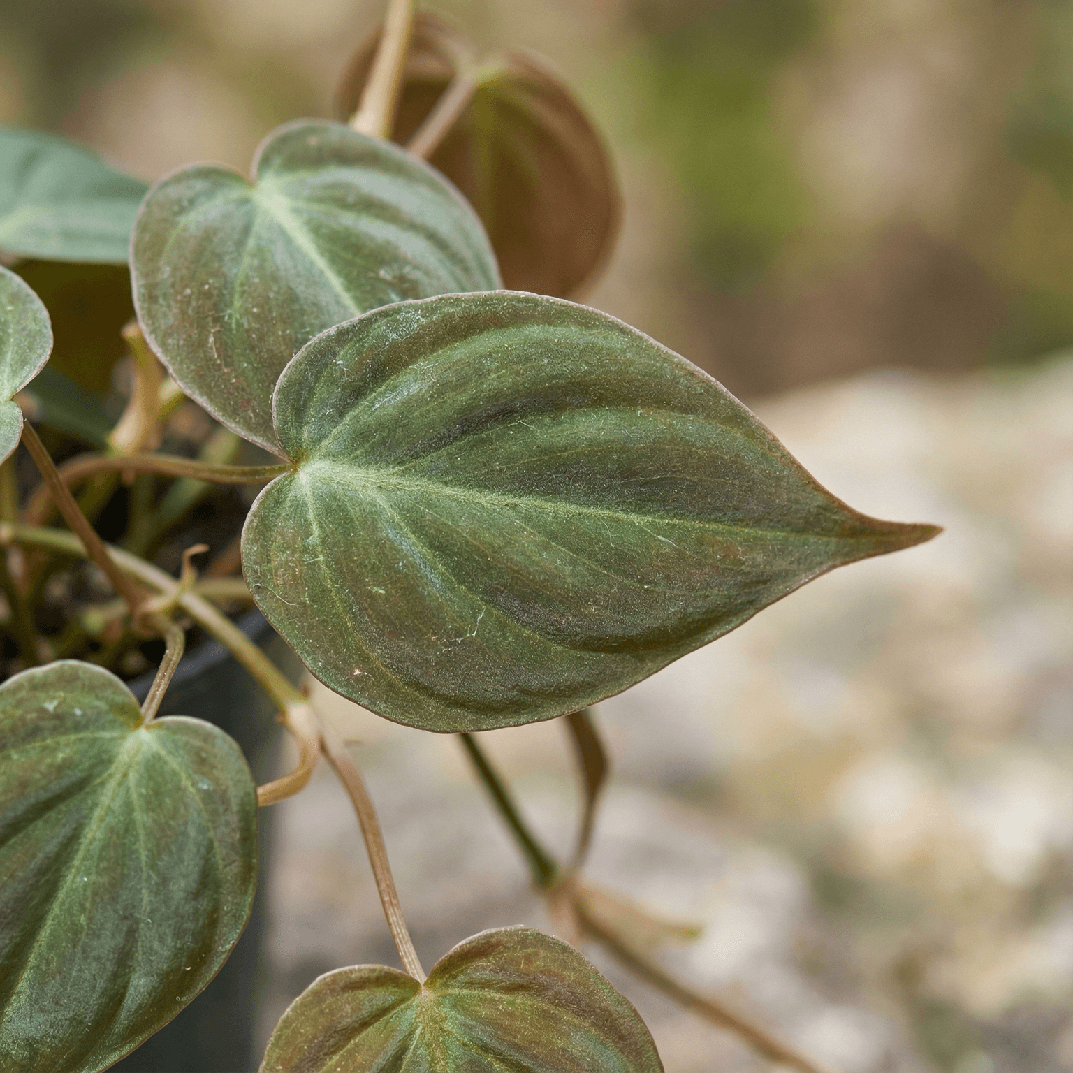 Philodendron Micans
